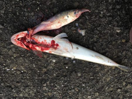 泳がせ釣りでハマチ